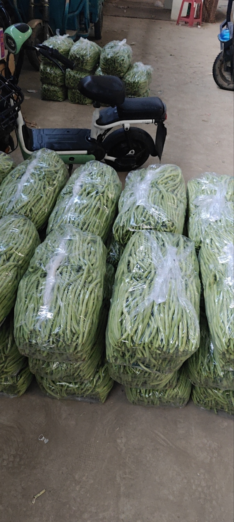 架豆王无丝豆大量上市新民产地小飞代办