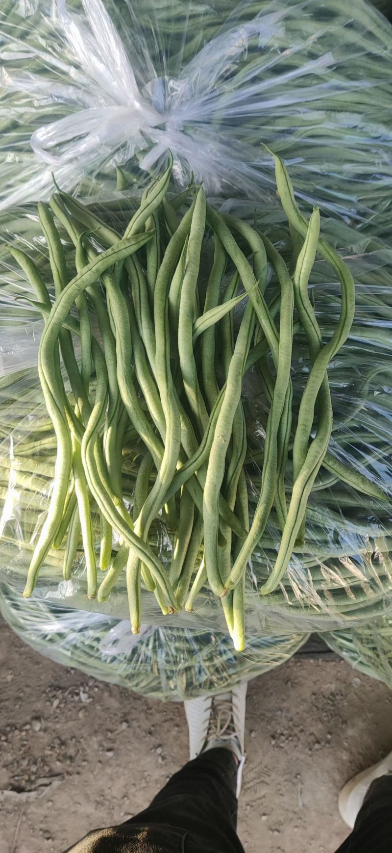 架豆王无丝豆大量上市新民产地小飞代办
