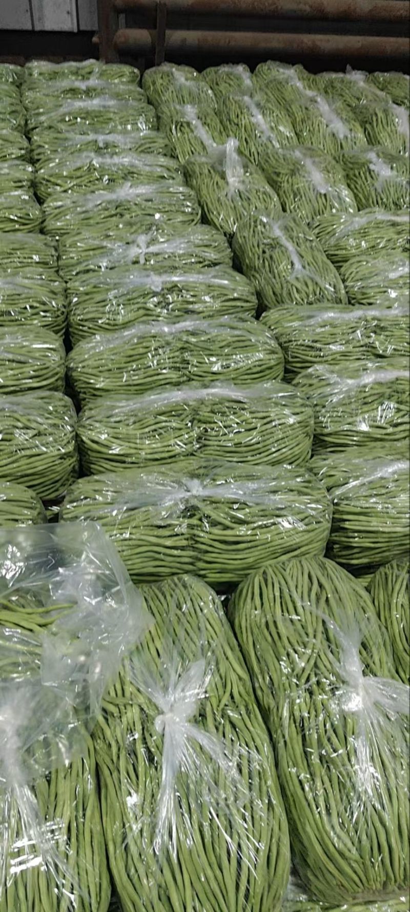 架豆王无丝豆大量上市新民产地小飞代办