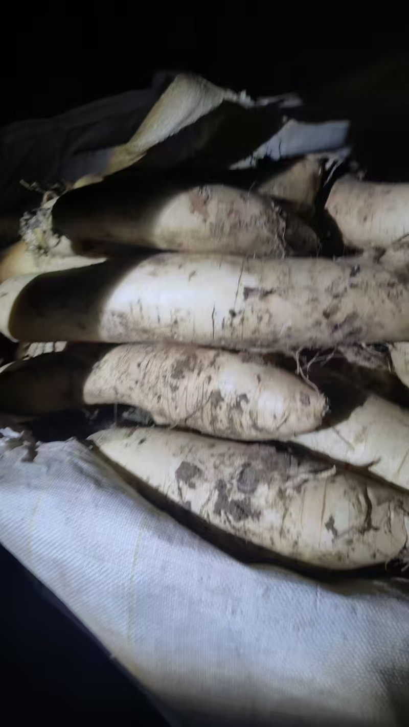 大量批发供应加工厂的，养殖场的袋装白萝卜，渣萝卜