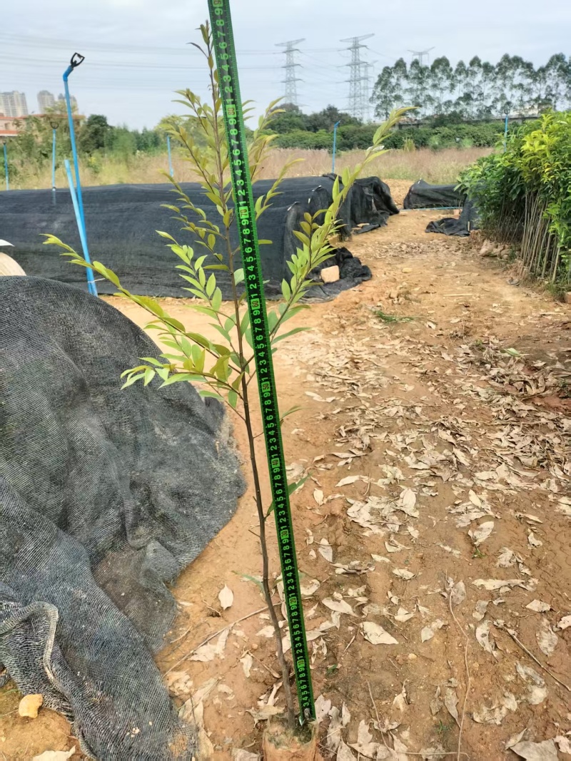 50—100公分高红椎