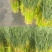 蒜苔