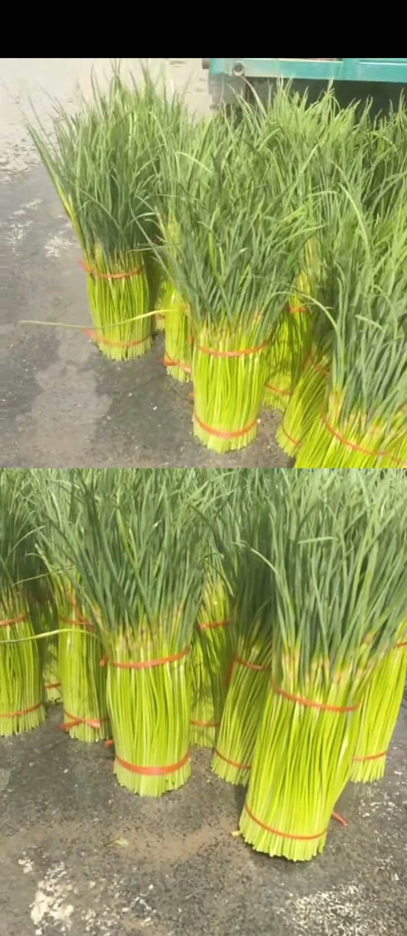 蒜苔