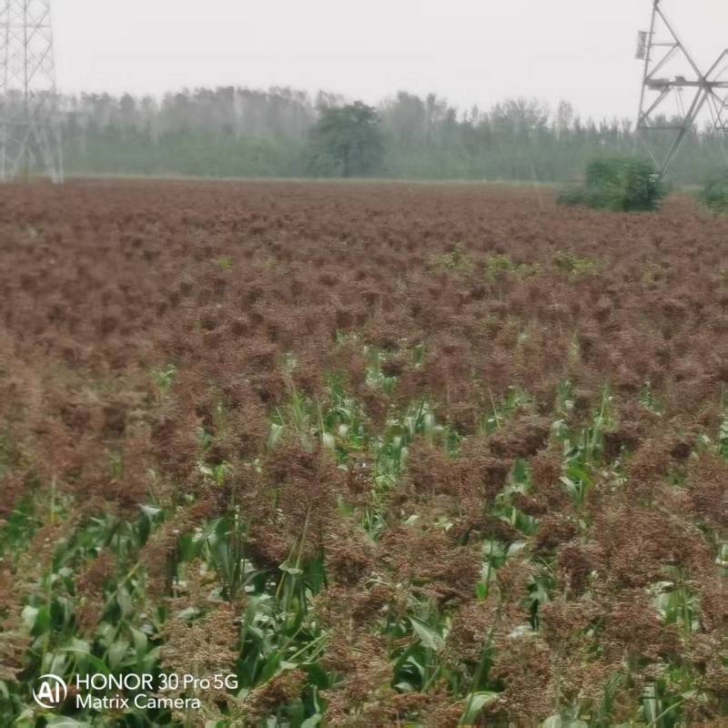 都糯201小颗粒全糯高粱种子