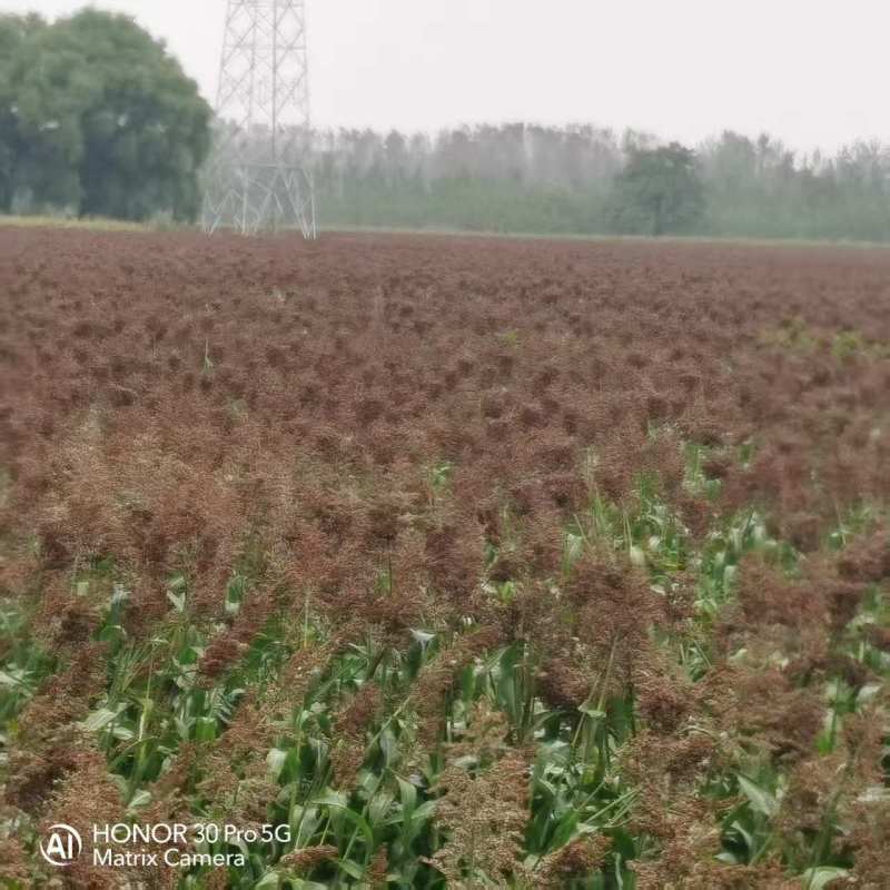 都糯201小颗粒全糯高粱种子