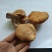 当季高山食用菌冷链运输火锅炒菜鲜嫩食材，大量现货供应