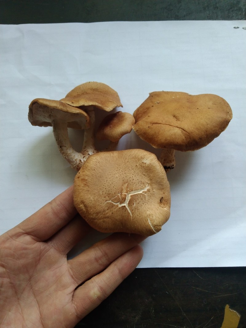 当季高山食用菌冷链运输火锅炒菜鲜嫩食材，大量现货供应