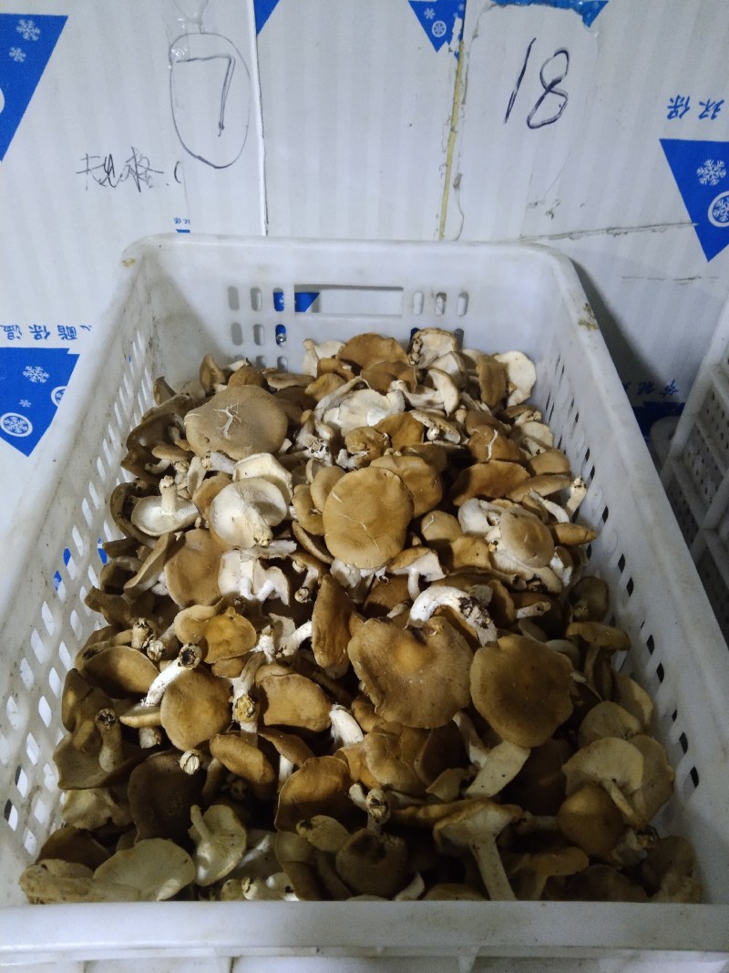 当季高山食用菌冷链运输火锅炒菜鲜嫩食材，大量现货供应