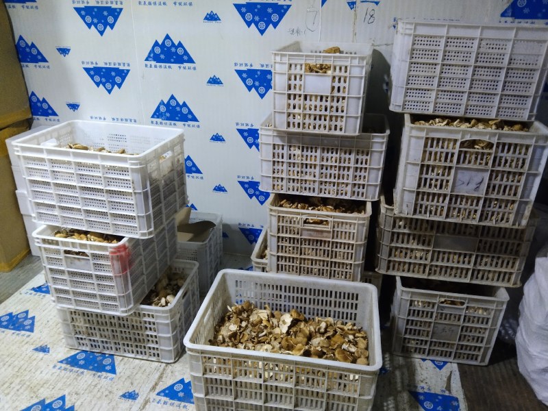 当季高山食用菌冷链运输火锅炒菜鲜嫩食材，大量现货供应