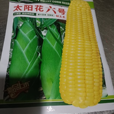 云南精品玉米苗批发全国发货欢迎来电订购