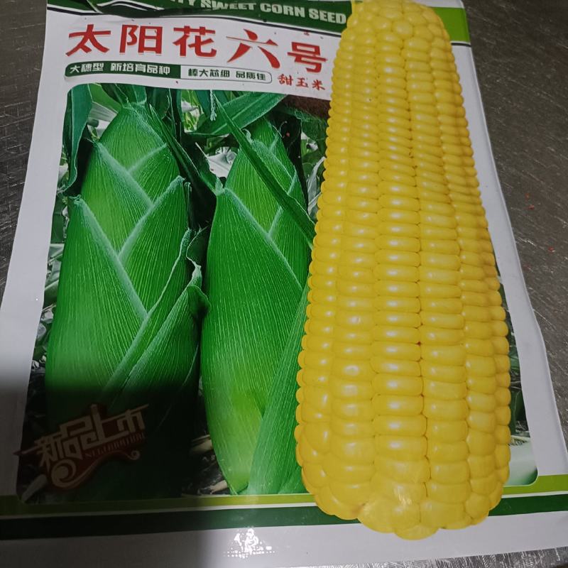 云南精品玉米苗批发全国发货欢迎来电订购