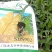 云南精品玉米苗批发全国发货欢迎来电订购
