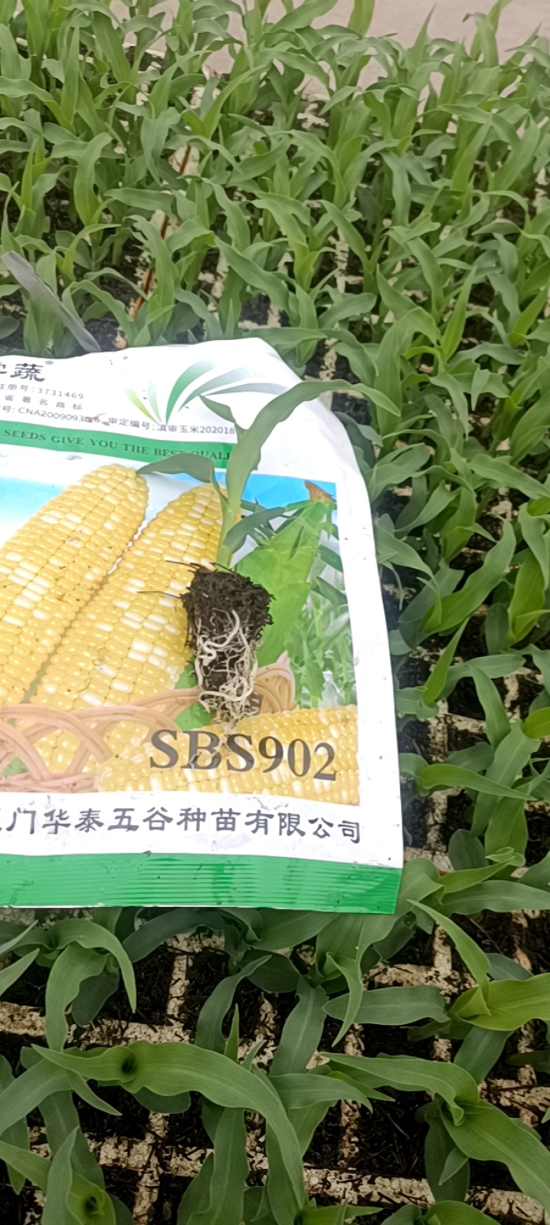 云南精品玉米苗批发全国发货欢迎来电订购
