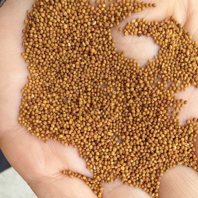 菟丝子，水洗菟丝子，干净芜杂，中药材批发按方抓药