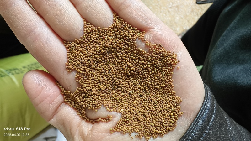 菟丝子，水洗菟丝子，干净芜杂，中药材批发按方抓药