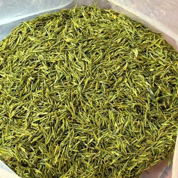 安吉白茶，黄金芽