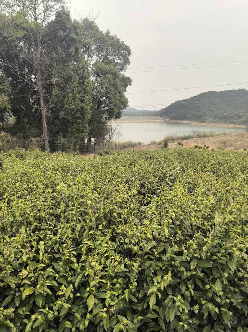 安吉白茶，黄金芽