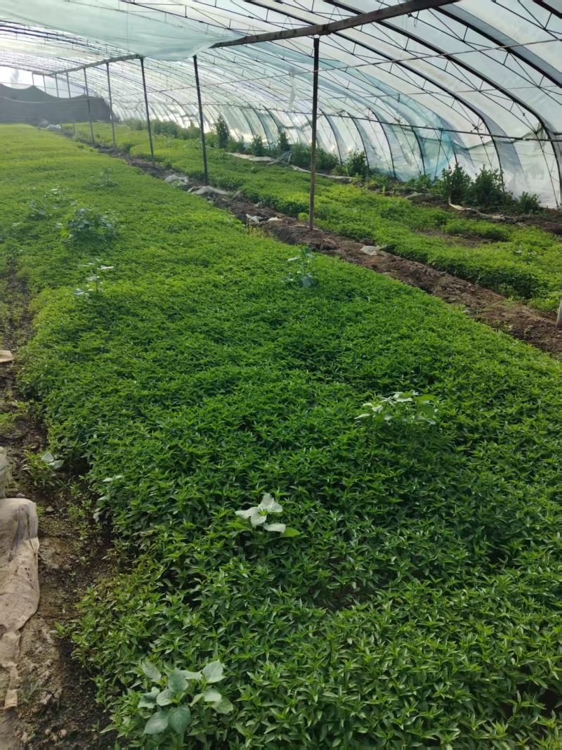 精品辣椒苗，朝天椒，线椒，螺丝椒，高辣816，819等