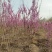 基地供应1.5米2米2.5米丛生紫荆绿化工程花境点缀