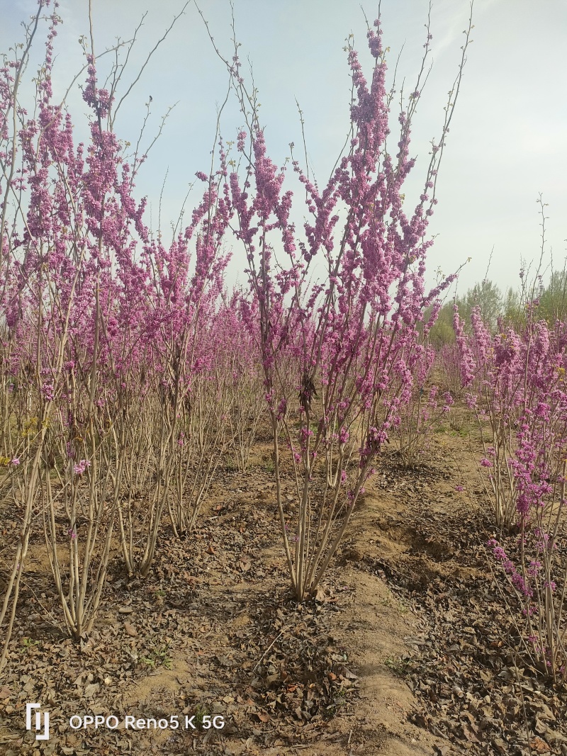 基地供应1.5米2米2.5米丛生紫荆绿化工程花境点缀