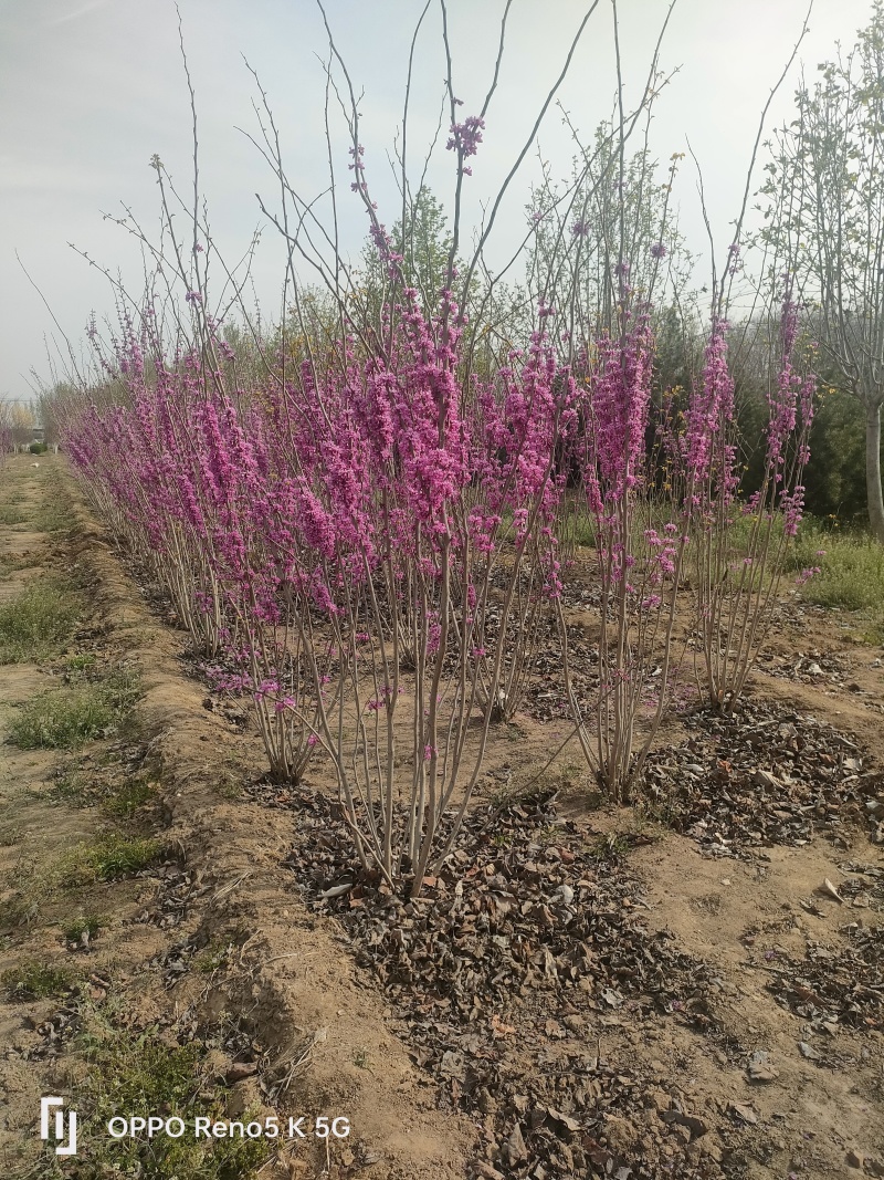 基地供应1.5米2米2.5米丛生紫荆绿化工程花境点缀