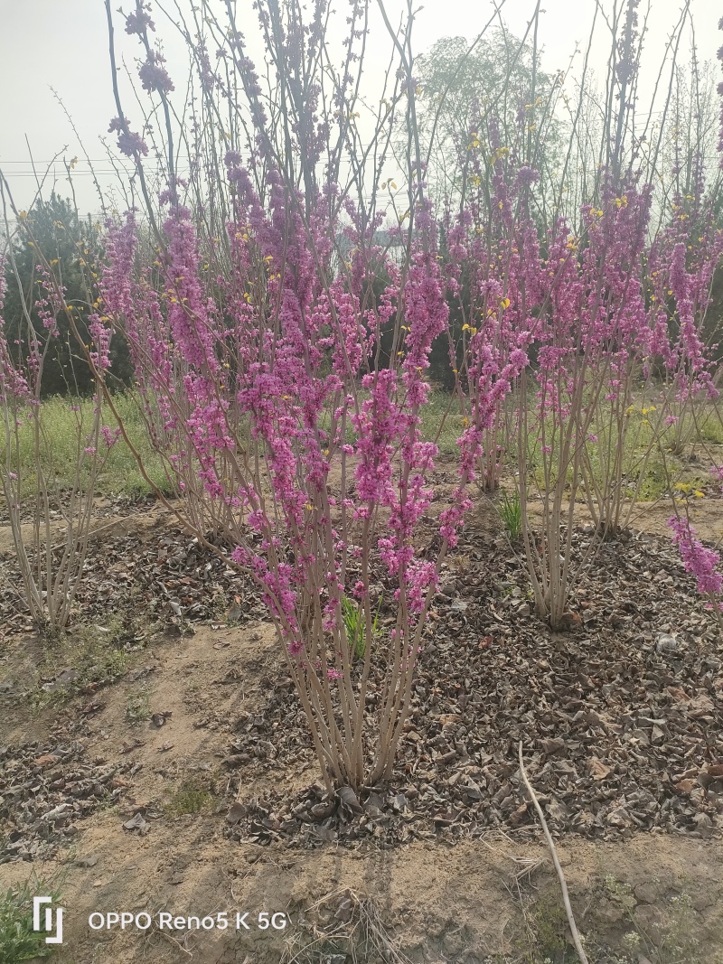 基地供应1.5米2米2.5米丛生紫荆绿化工程花境点缀