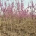 基地供应1.5米2米2.5米丛生紫荆绿化工程花境点缀