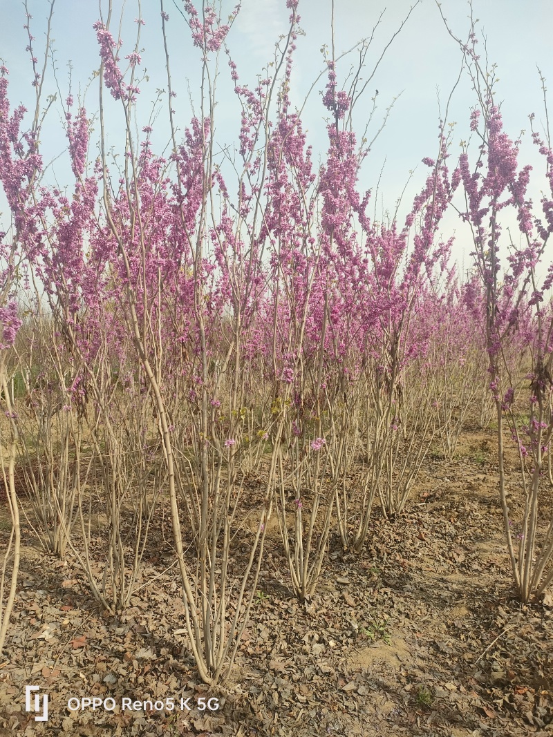 基地供应1.5米2米2.5米丛生紫荆绿化工程花境点缀