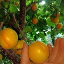 金太阳杏