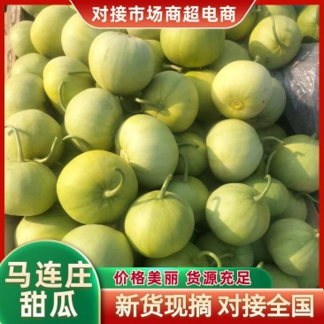 莱西马连庄甜宝甜瓜大量上市绿宝甜瓜对接全国批发市场团购电
