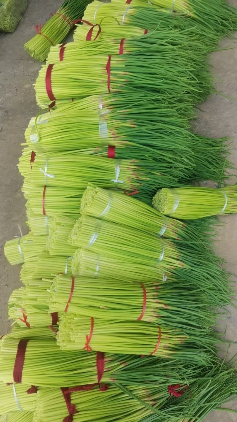 【红帽蒜苔】精品蒜薹河南开封通许蔬菜基地蒜苔全国发货