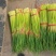 【红帽蒜苔】精品蒜薹河南开封通许蔬菜基地蒜苔全国发货