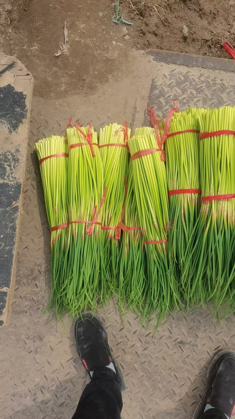 【红帽蒜苔】精品蒜薹河南开封通许蔬菜基地蒜苔全国发货