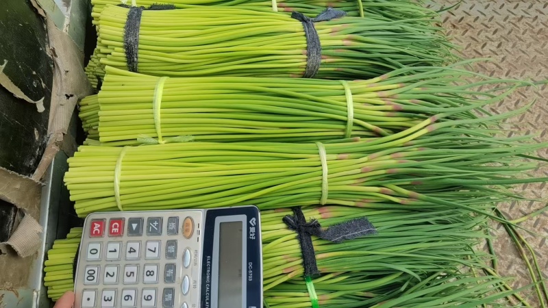 【红帽蒜苔】精品蒜薹河南开封通许蔬菜基地蒜苔全国发货