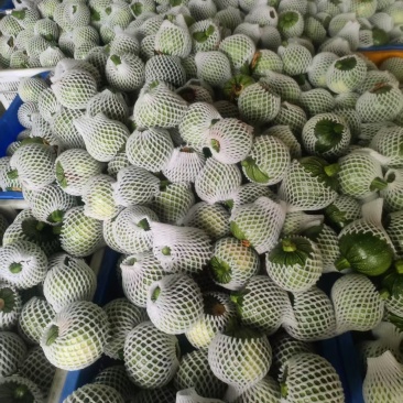 精品小南瓜