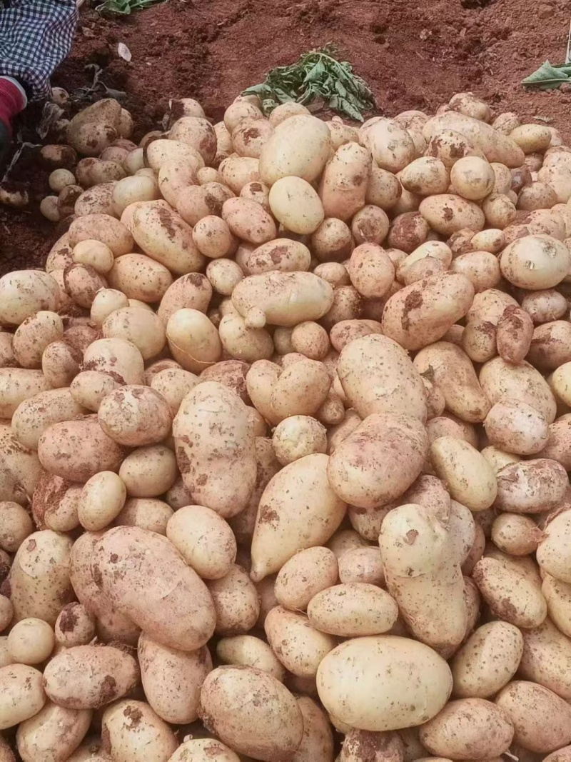 土豆黄心土豆沃土5号基地直供量大从优联系订购
