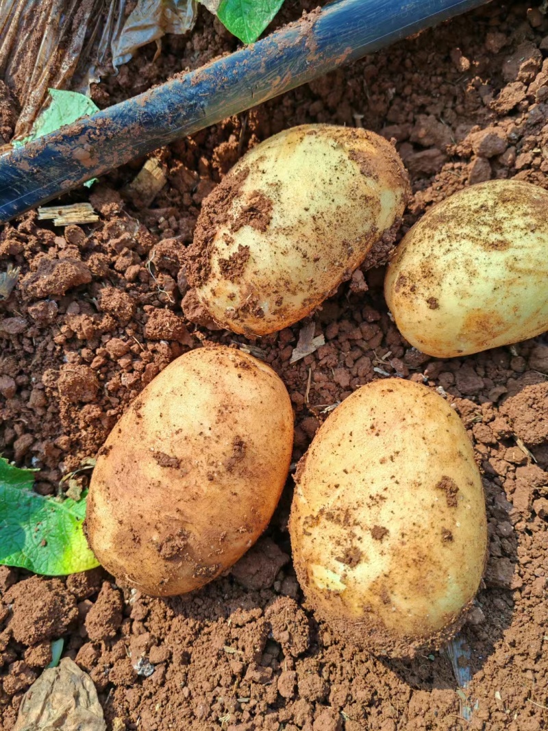 土豆黄心土豆沃土5号基地直供量大从优联系订购