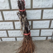嫁接红提葡萄苗，辽宁北镇，一手货源，产地直发