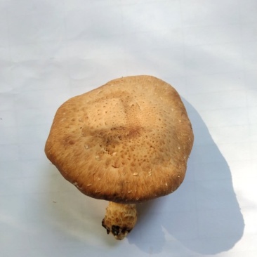 当季高山食用菌冷链运输火锅炒菜鲜嫩食材，大量现货供应