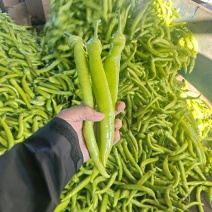 优选尖椒精品黄皮鲜辣椒产地直发直供一手货源