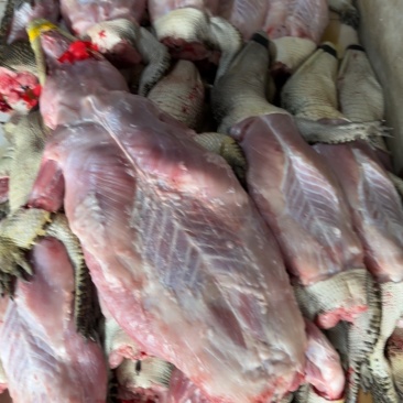 鳄鱼肉新鲜白条鳄鱼肉常年供应连锁餐饮批发按需包装
