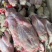 鳄鱼肉新鲜白条鳄鱼肉常年供应连锁餐饮批发按需包装