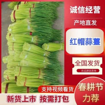 【红帽蒜苔】精品蒜薹河南开封通许蔬菜基地蒜苔全国发货