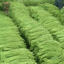 青条豆角（缸豆）产地一手货源支持视频看货论价