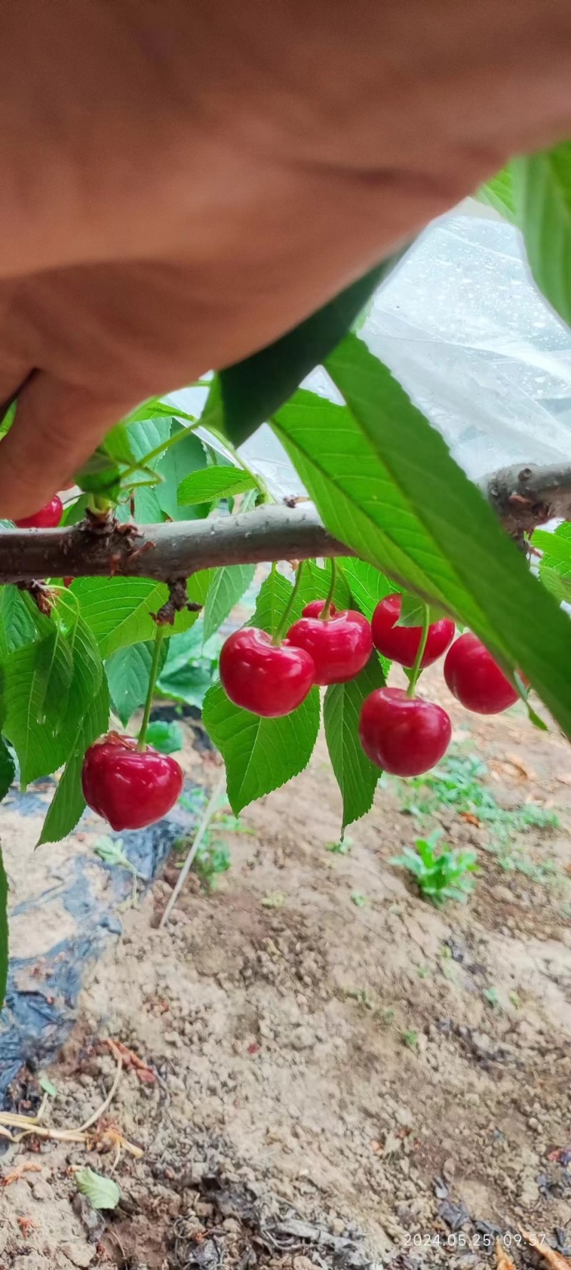 樱桃，五月一号成熟