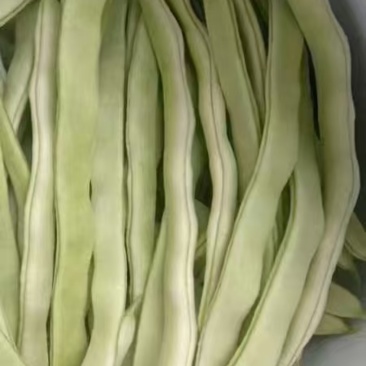 白芸豆白不老欢迎各大商超以及电商前来选购