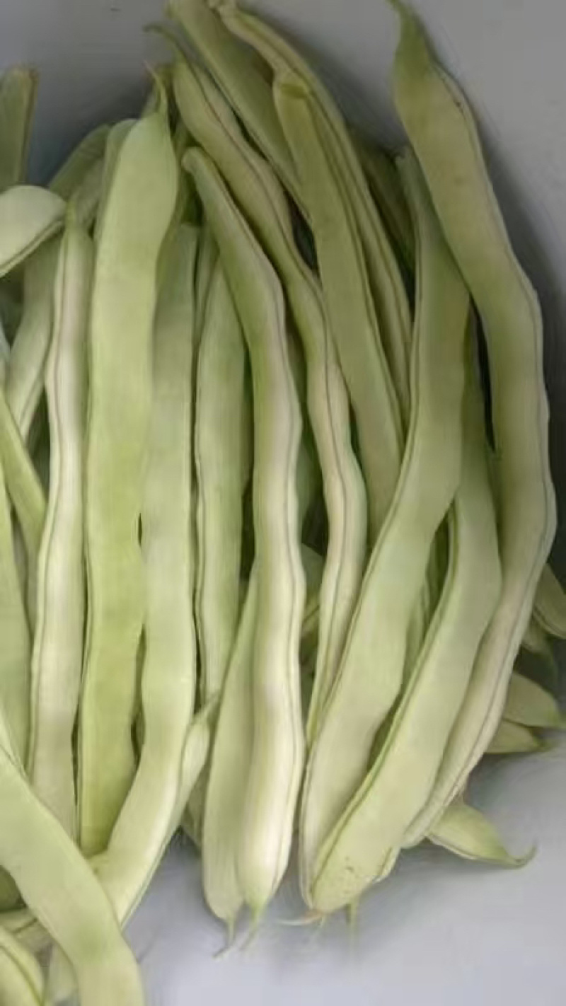 白芸豆白不老欢迎各大商超以及电商前来选购