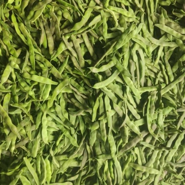 紫花油豆角欢迎各大商超以及电商前来洽谈选购