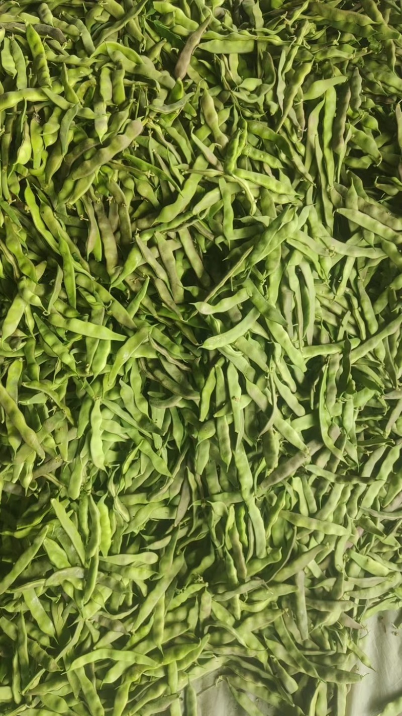 紫花油豆角欢迎各大商超以及电商前来洽谈选购