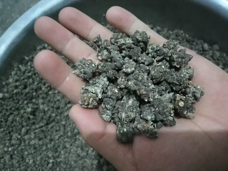 猫爪草万亩基地，产地直销